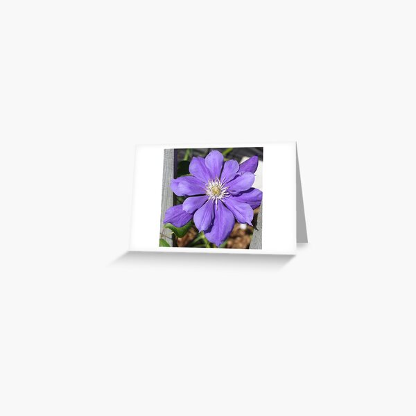 Clematis Greeting Card