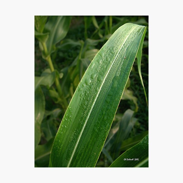 Dew on Corn Photographic Print