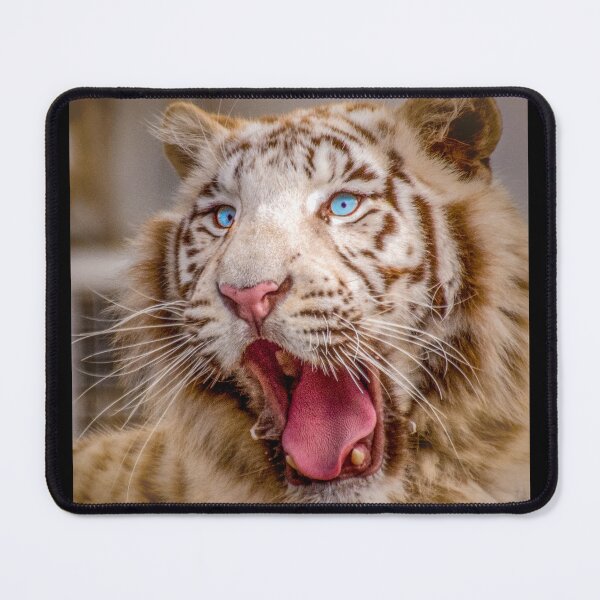 Item preview, white tiger yawns designed and sold by OskiOnTour.