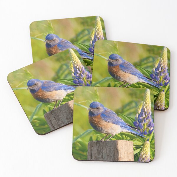 Item preview, Western Bluebird designed and sold by Alison Meyer Photography.