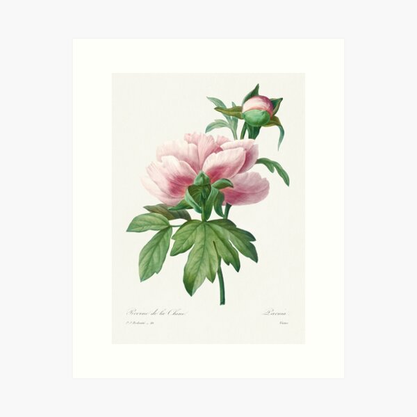 Item preview, Peony (1759–1840) Vintage Hand Drawn Flower Sketch (Botanical drawing) designed and sold by UsedToBeStatue.