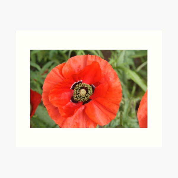 Poppy Art Print