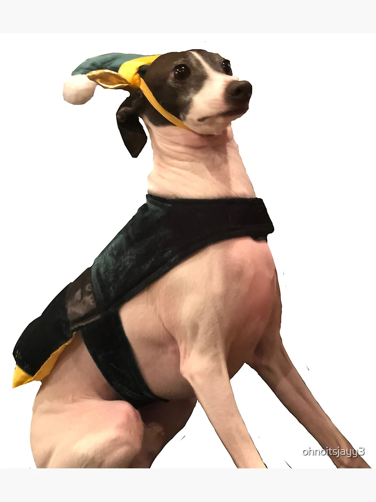 Italian greyhound elf costume derpy dogs