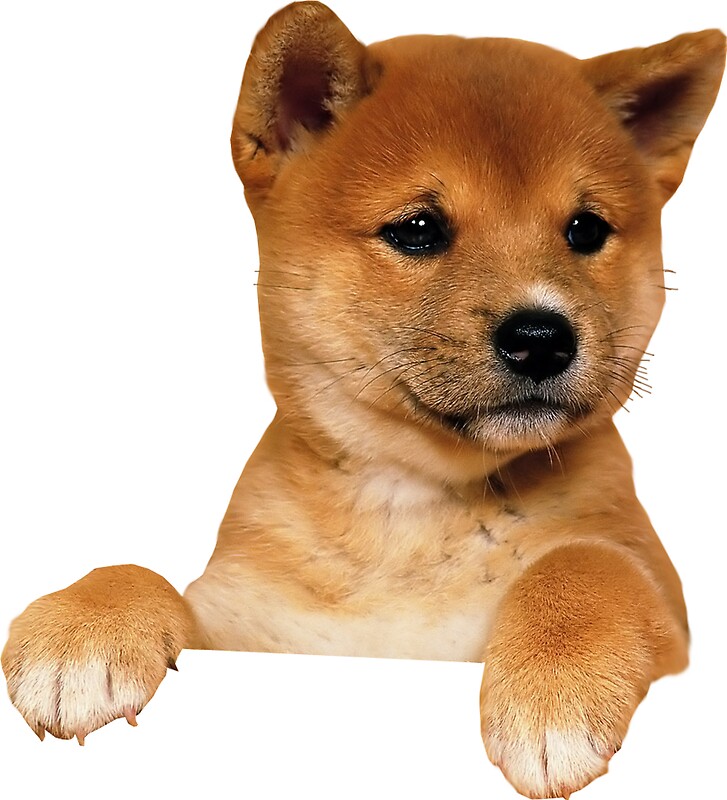 “Puppy sticker” Stickers by jackiechalghin | Redbubble