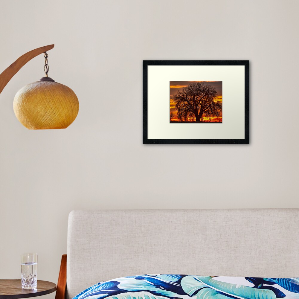 Cottonwood Sunrise Framed Art Print