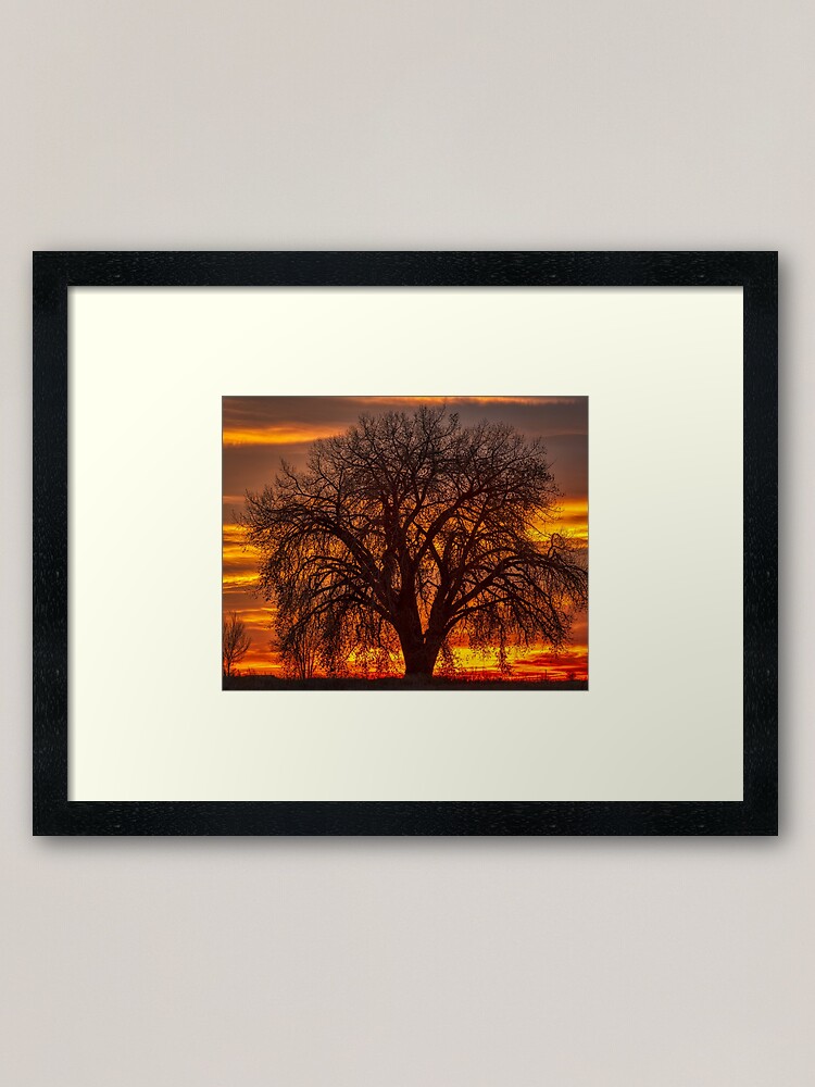 Alternate view of Cottonwood Sunrise Framed Art Print