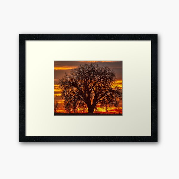 Cottonwood Sunrise Framed Art Print