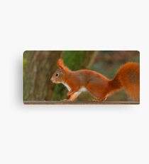 Looking for food! Canvas Print
