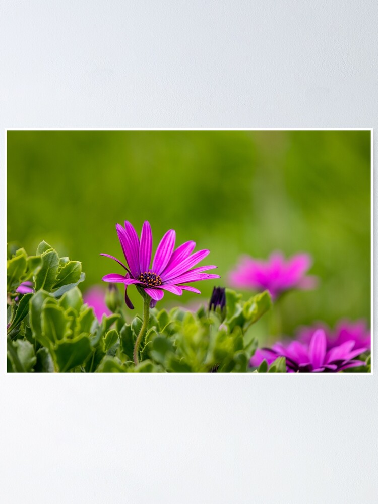 Póster «Lindas flores moradas en un campo, con hierba verde en el fondo.  tiempo de primavera» de AylaHarbich | Redbubble