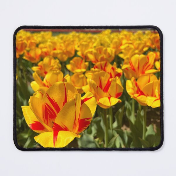 Item preview, Yellow and Red Two Tones Tulips designed and sold by ExploreOutdoors.