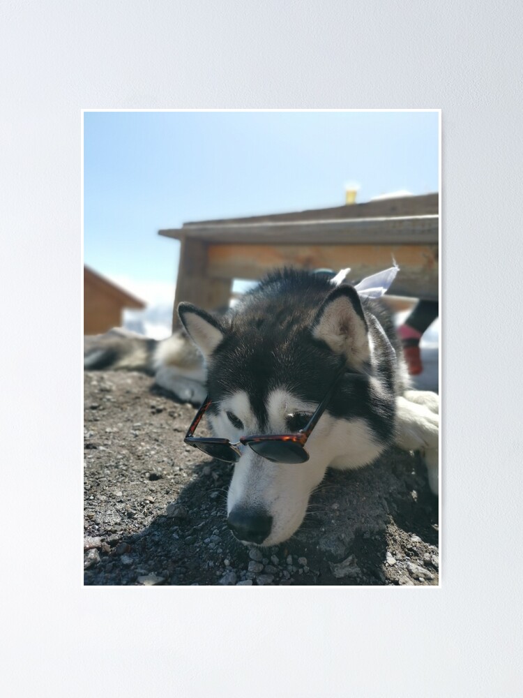 "dog with glasses meme" Poster for Sale by WeBestdesign Redbubble