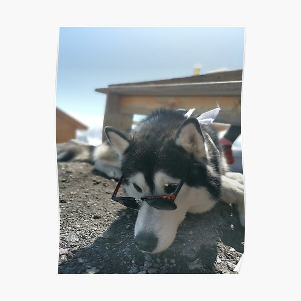 "dog with glasses meme" Poster for Sale by WeBestdesign Redbubble