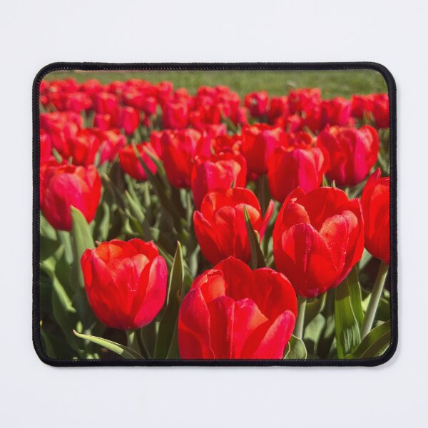 Item preview, Bright Red Tulips, NJ Tulip Field, Holland Ridge Farm designed and sold by ExploreOutdoors.