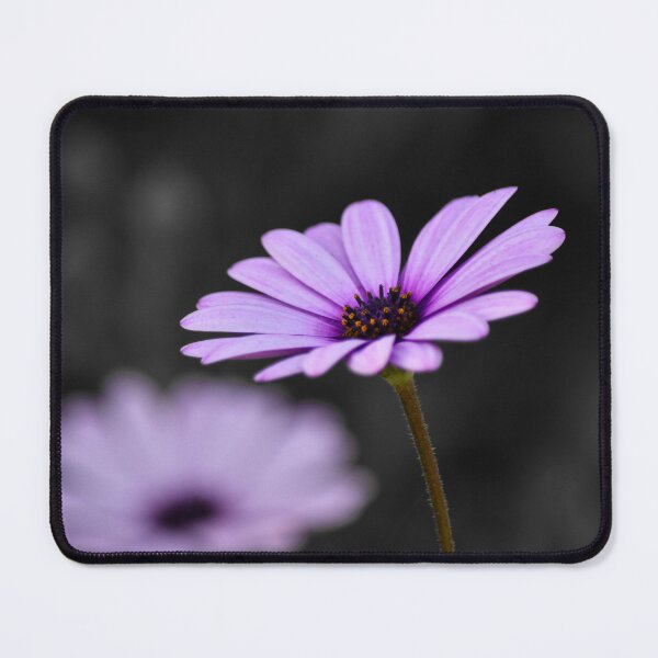 Item preview, Lavender Daisies designed and sold by tchnclrdydrm.