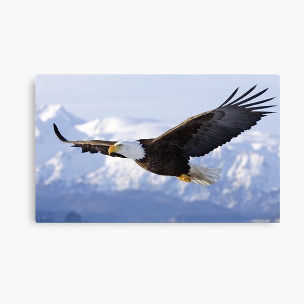 Artikel-Vorschau von Amerikanischer Weißkopfseeadler, der hoch fliegt, designt und verkauft von Graphic Master.