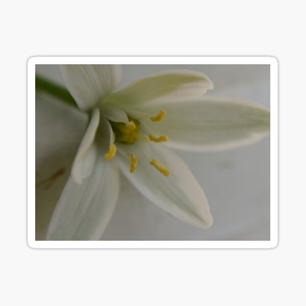 Item preview, Pretty little flower designed and sold by Tonia Delozier's Photography .