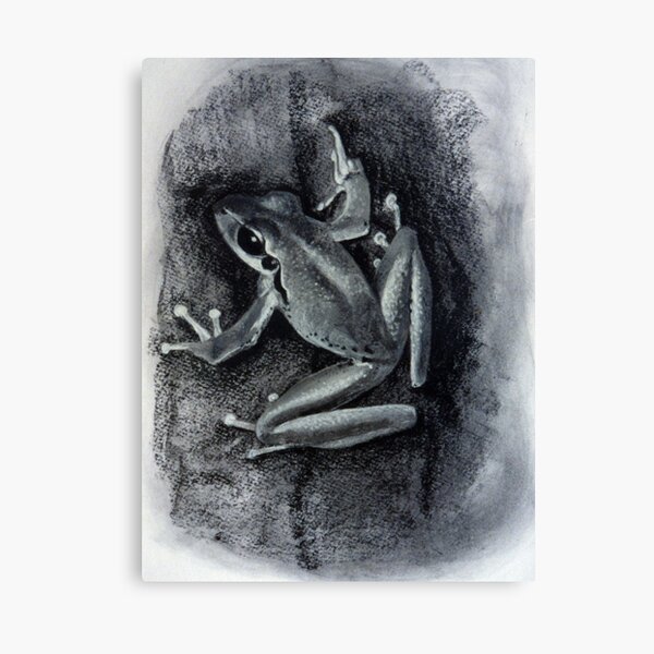 Tree Frog - Drawing by Avril Thomas South Australian Artist Canvas Print