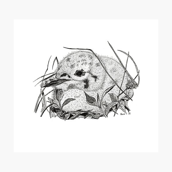 Item preview, Herring Gull Chick designed and sold by rosie chater.