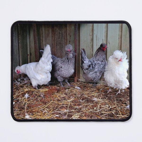 Item preview, Four Fluffy Chickens  designed and sold by VictoriaAugust.