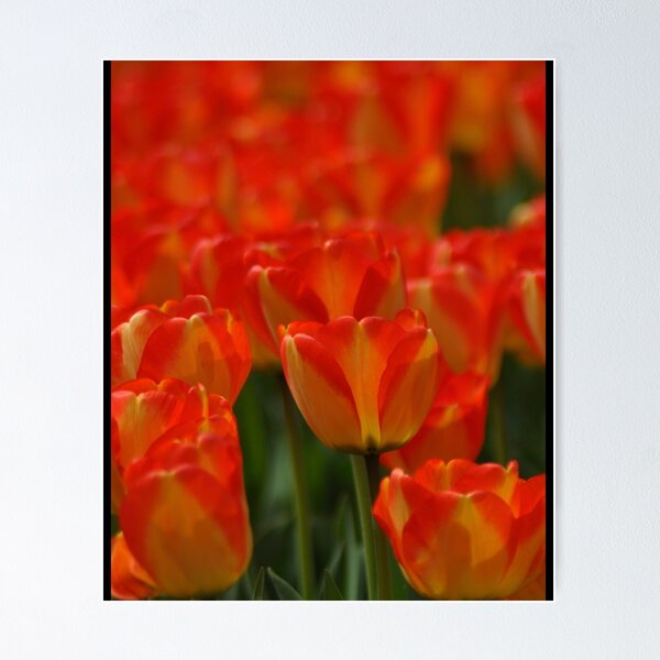 Item preview, keukenhof gardens, the netherlands Graphic  designed and sold by AestheticGoodc.