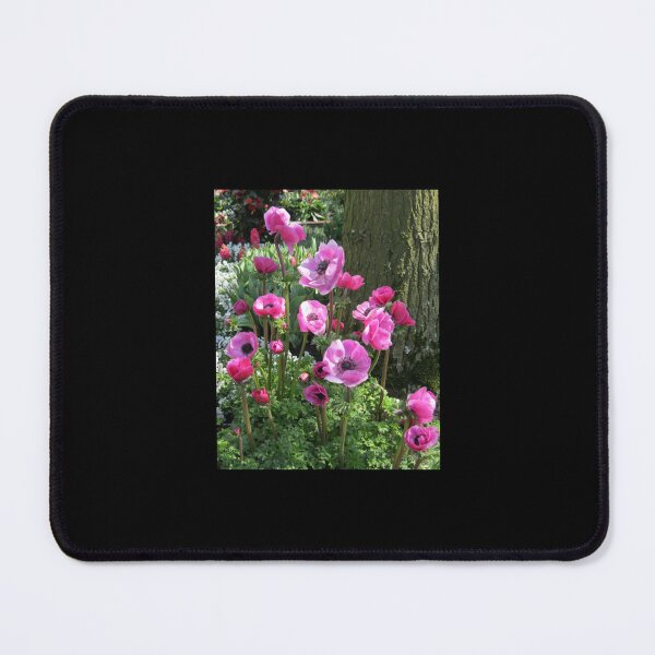 Item preview, So Pretty-in-Pink - Anemones in the Keukenhof Gardens designed and sold by AestheticGoodc.
