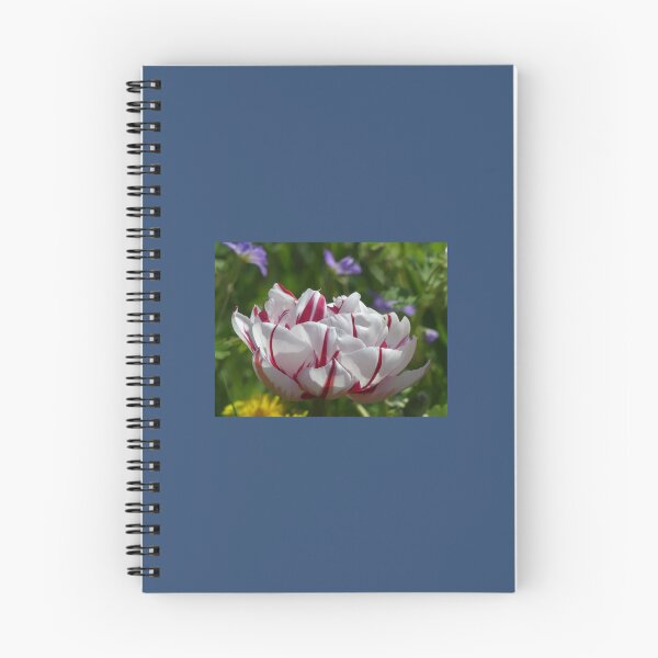 Item preview, Tulip from Holland Premium  designed and sold by AestheticGoodc.