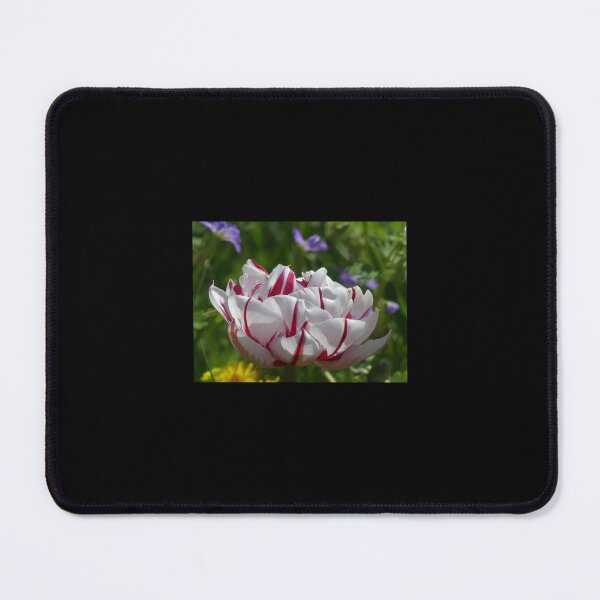 Item preview, Tulip from Holland Premium designed and sold by AestheticGoodc.