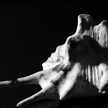 Artwork thumbnail, Shell by Linus Häggman