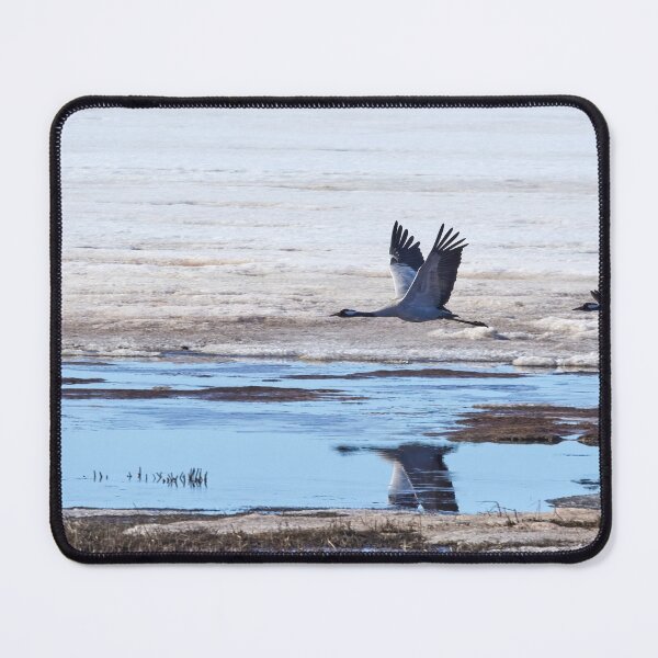 Item preview, Over the mirroring water. Eurasian crane designed and sold by Jouko Lehto Photography.