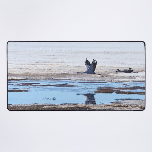 Item preview, Over the mirroring water. Eurasian crane designed and sold by Jouko Lehto Photography.