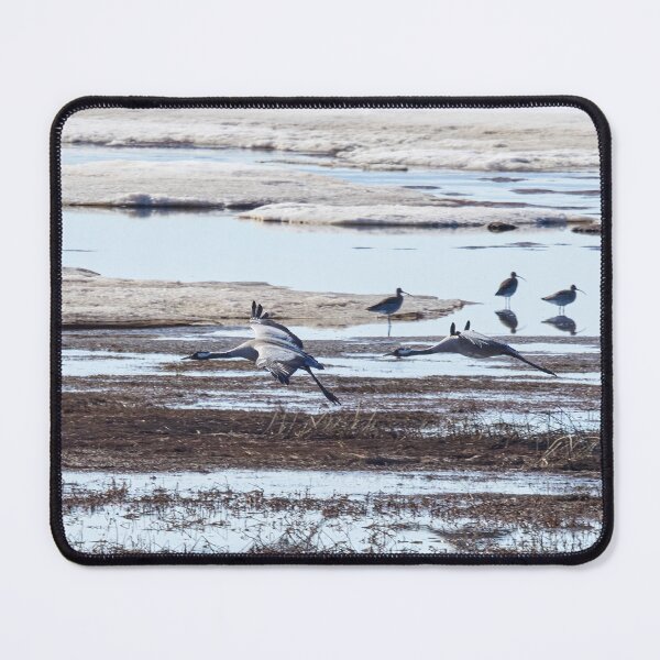 Item preview, Voices of spring. Eurasian crane and Eurasian curlew designed and sold by Jouko Lehto Photography.