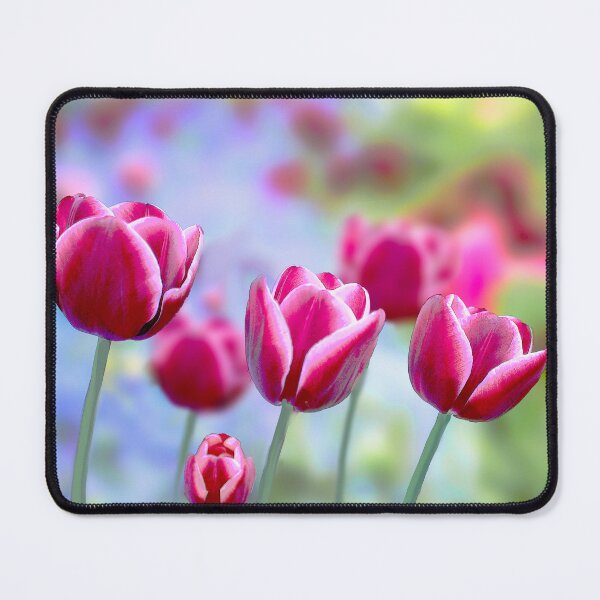 Item preview, Picotee Tulips designed and sold by Alisonchambers2.