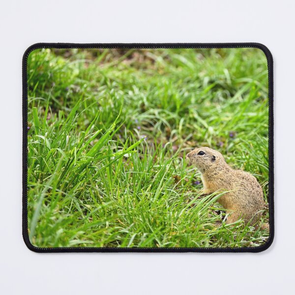 Item preview, European Souslik Spermophilus citellus stands in the grass designed and sold by goceris.