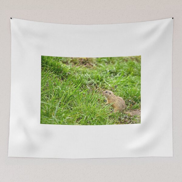 Item preview, European Souslik Spermophilus citellus stands in the grass designed and sold by goceris.