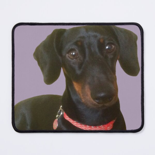 Item preview, “Lovable Layla”. Love to All Animals . designed and sold by Angela Haig-Harrison.