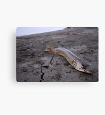 Evolution Canvas Print