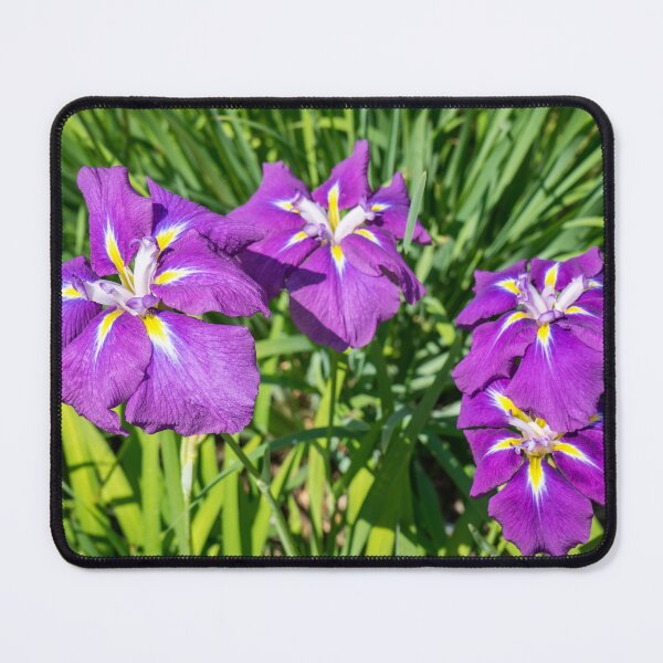 Item preview, Four Electric Purple Beauties - Japanese Irises in Bloom designed and sold by Georgia Mizuleva.
