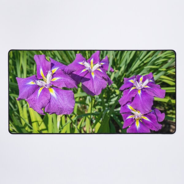 Item preview, Four Electric Purple Beauties - Japanese Irises in Bloom designed and sold by Georgia Mizuleva.