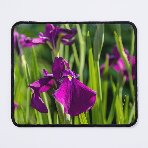 Item preview, Flamboyant Royal Purple Japanese Irises in Bloom - A Garden for Van Gogh designed and sold by Georgia Mizuleva.