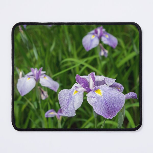 Item preview, Amethyst Colored Japanese Irises in Bloom - A Garden for Van Gogh designed and sold by Georgia Mizuleva.