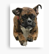 Boxer Dog Flying Canvas Print