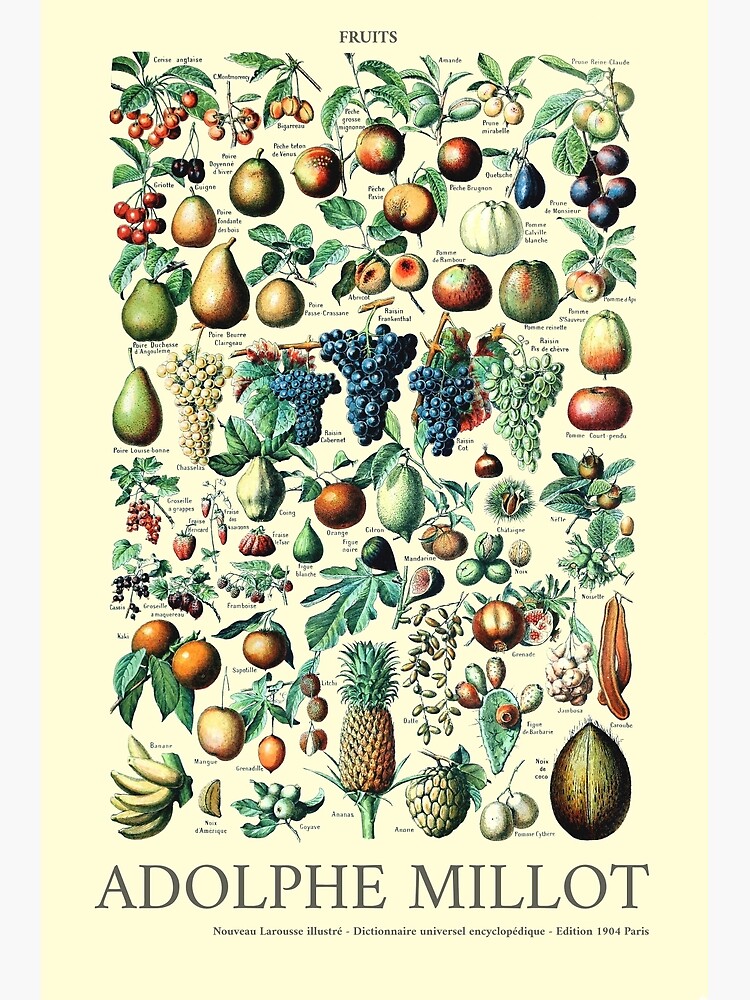 "Vintage Larousse Encyclopedie Wall Print Fruit Poster" Photographic