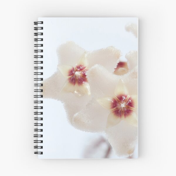 Item preview, Hoya flowers macro shot designed and sold by mrivserg.