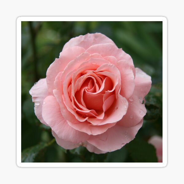 Perfect Rose Sticker