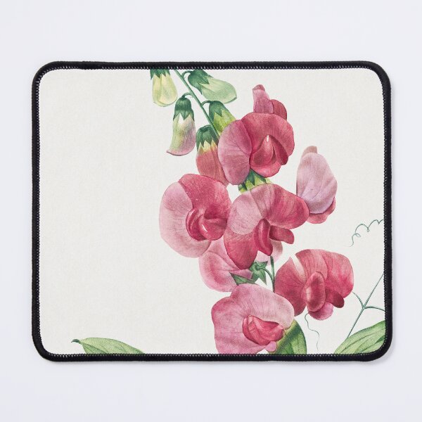 Item preview, Everlasting Pea (1759–1840) Vintage Hand Drawn Flower Sketch (Botanical drawing) designed and sold by UsedToBeStatue.