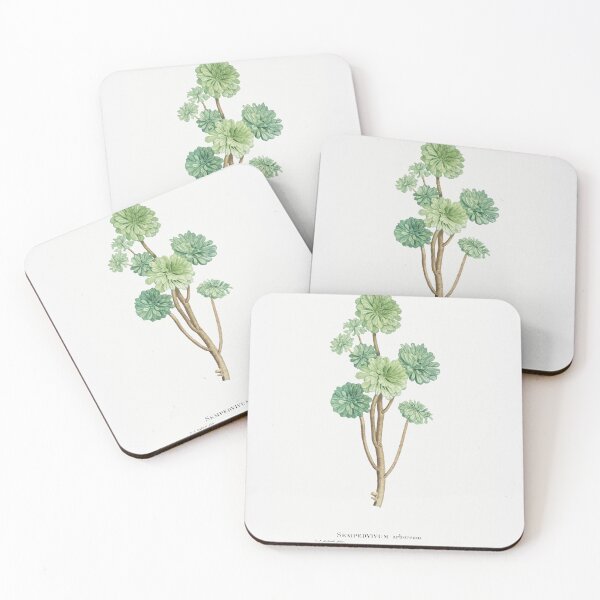 Item preview,  Sempervivum Arboreum (Tree Houseleek) Vintage (1799) Hand Drawn Flower Sketch (Botanical drawing) designed and sold by UsedToBeStatue.