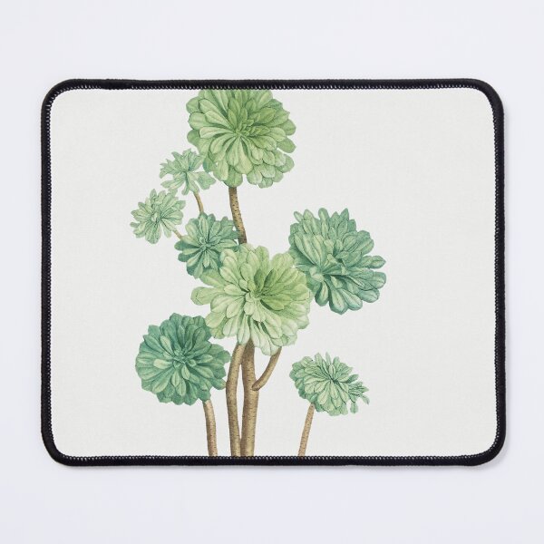 Item preview,  Sempervivum Arboreum (Tree Houseleek) Vintage (1799) Hand Drawn Flower Sketch (Botanical drawing) designed and sold by UsedToBeStatue.