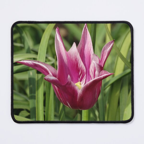 Item preview, Rose pink Tulip with pointed petals designed and sold by TwistedClassics.