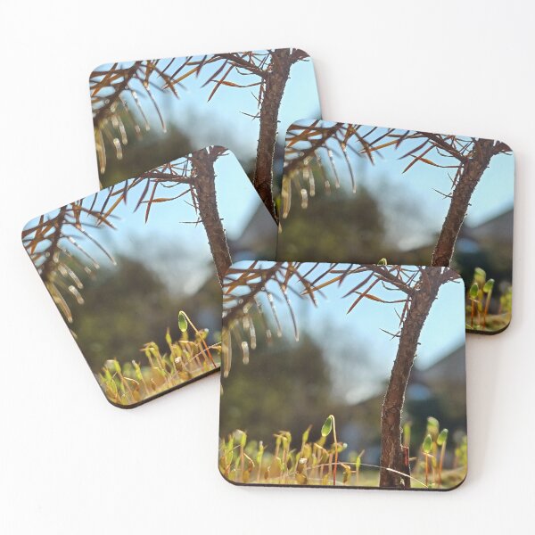 Item preview, Macro photo of young pine tree with green moss designed and sold by CiniArt.