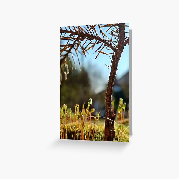 Evergreen branches with diy little log house and blue sky Art Board Print  for Sale by CiniArt